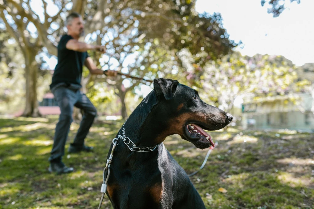 Bonding with your dog